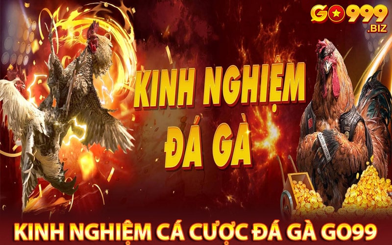 Kinh nghiệm cá cược đá gà go99 